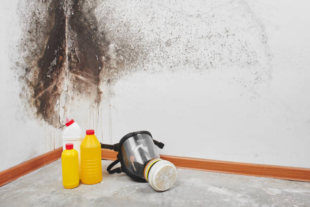Mold Removal Process in Vernon, TX