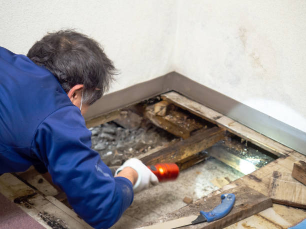 Attic Mold Removal in Vernon, TX