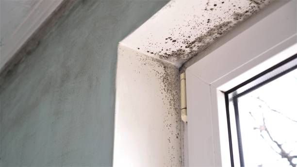 Home Mold Removal in Vernon, TX