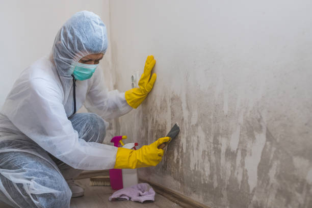 Best Local Mold Removal Service  in Vernon, TX
