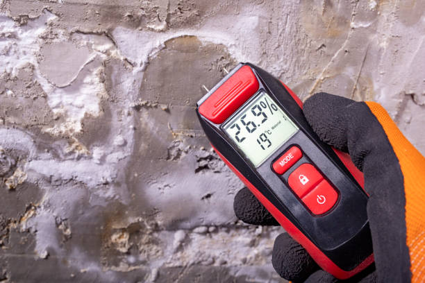 Best Attic Mold Removal  in Vernon, TX
