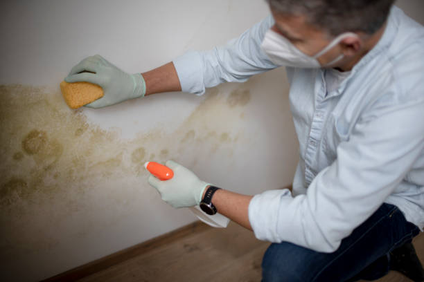 Best Residential Mold Removal  in Vernon, TX
