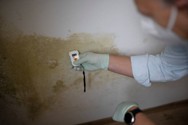 Best Residential Mold Removal  in Vernon, TX