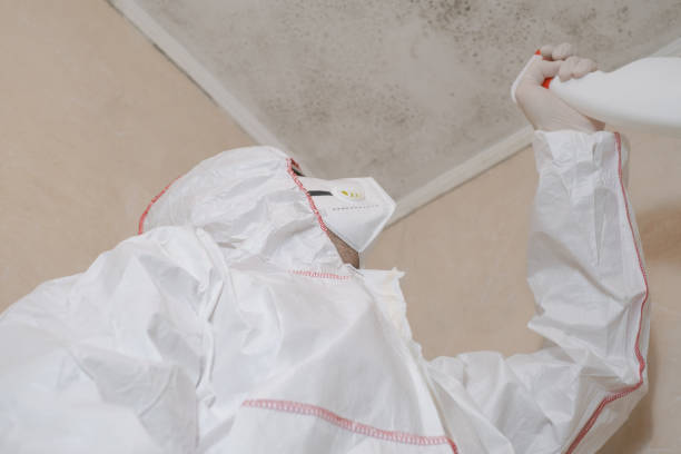 Trusted Vernon, TX Mold Removal Experts