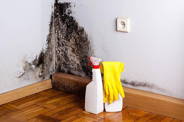 Best Local Mold Removal Service  in Vernon, TX