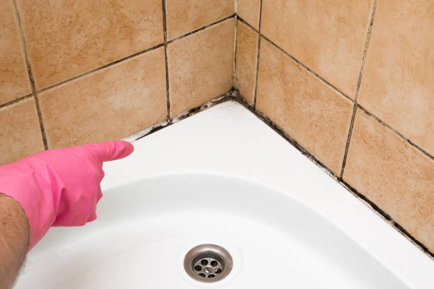 Best Mold Cleaning Services  in Vernon, TX