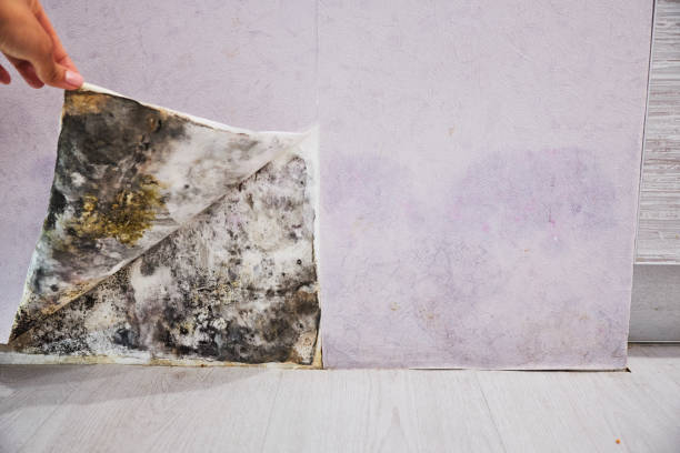 Best Fast Mold Removal  in Vernon, TX